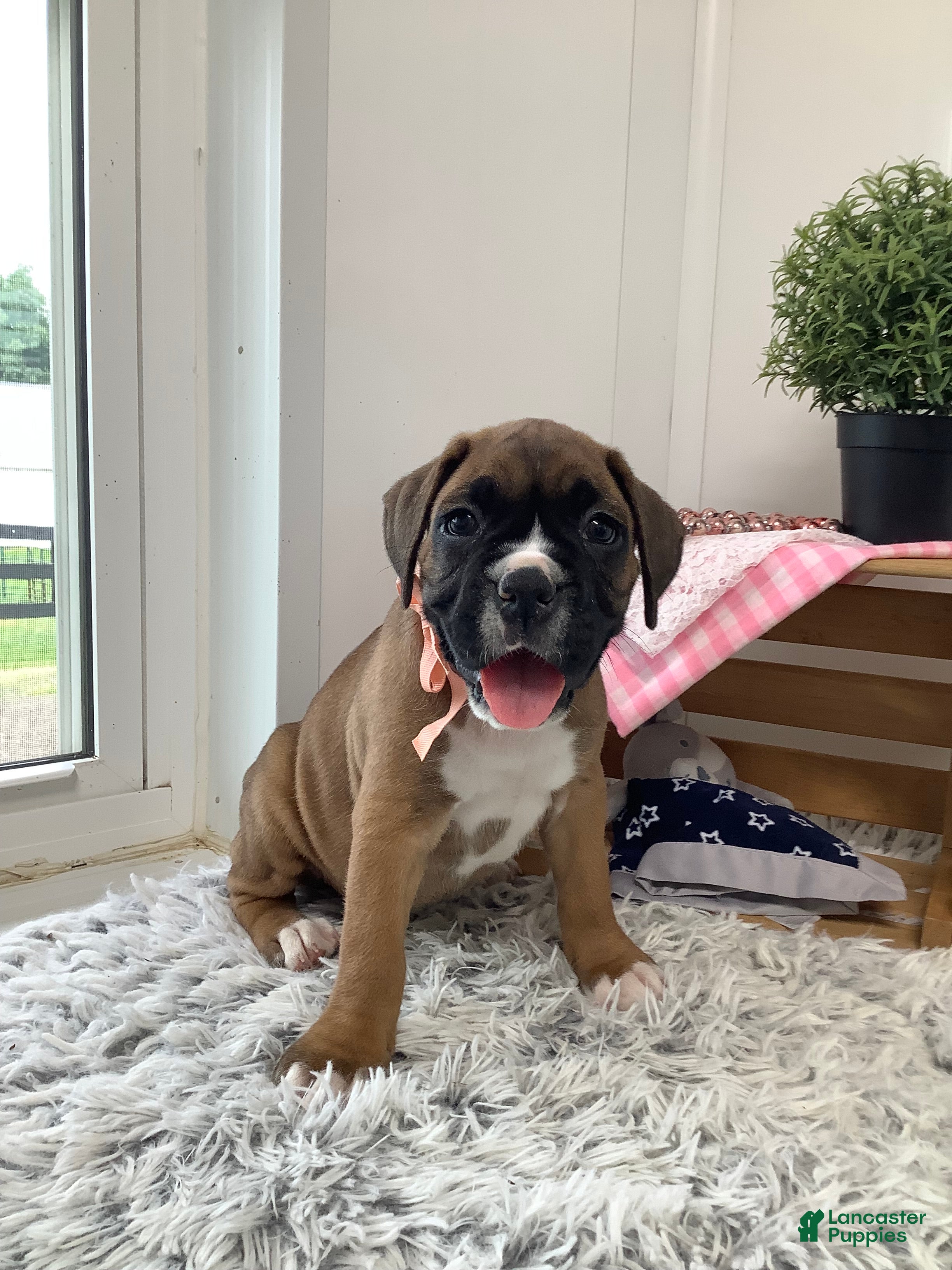 Boxer dogs for sale: Boxer Puppy 3- Susie - Ad 3