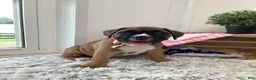 Boxer dogs for sale: Boxer Puppy 3- Susie - Ad 1