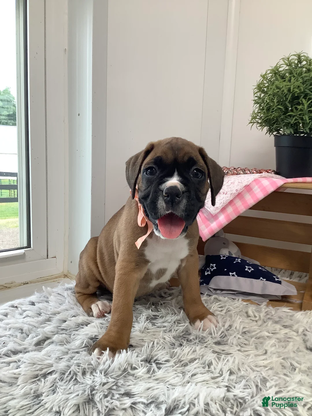 Boxer dogs for sale: Boxer Puppy 3- Susie - Ad 1
