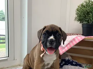 Boxer dogs for sale: Boxer Puppy 3- Susie - Ad 3