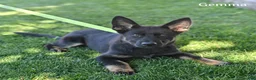 German Shepherd dogs for sale: Gemma - Ad 5