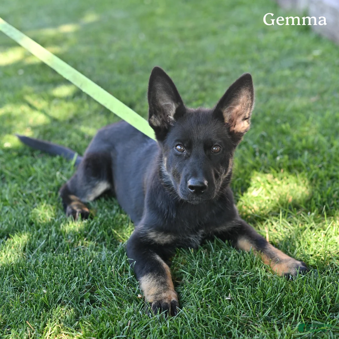 German Shepherd dogs for sale: Gemma - Ad 5
