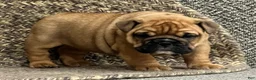 English Bulldog dogs for sale: Violet  - Ad 4