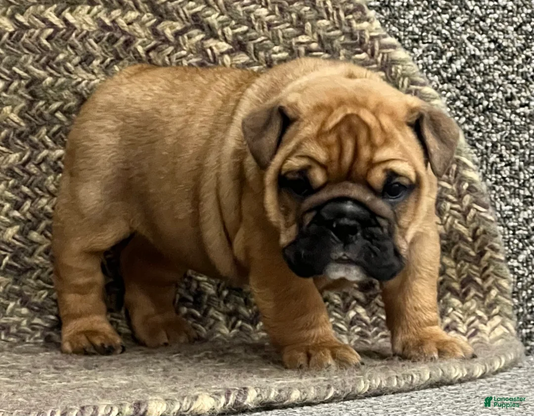 English Bulldog dogs for sale: Violet  - Ad 4