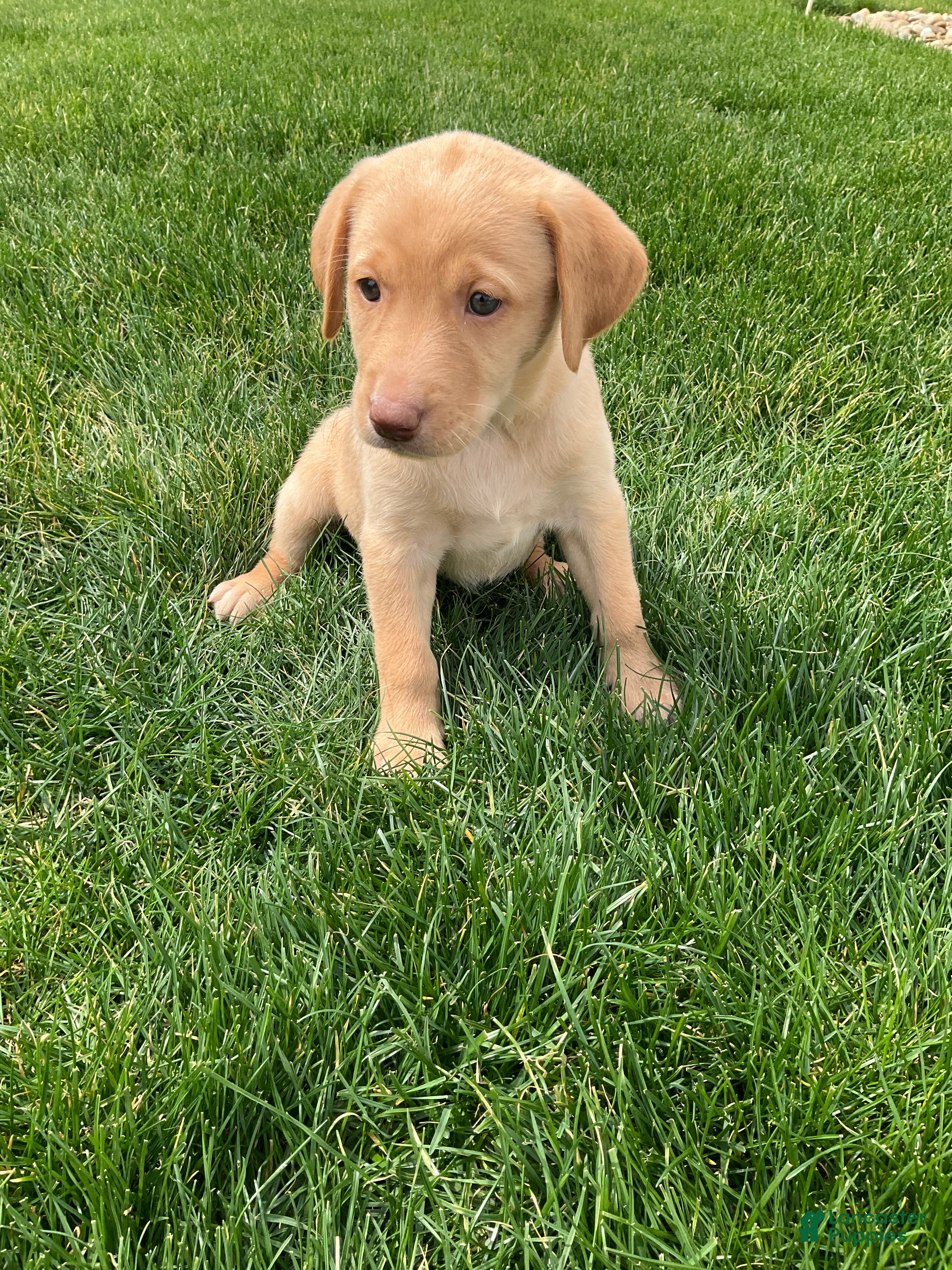 Labrador Retriever dogs Bella - Ad 1