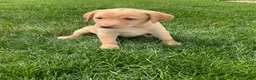 Labrador Retriever dogs for sale: Bella - Ad 1