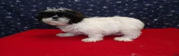 Shih Tzu dogs for sale: Maria - Ad 3