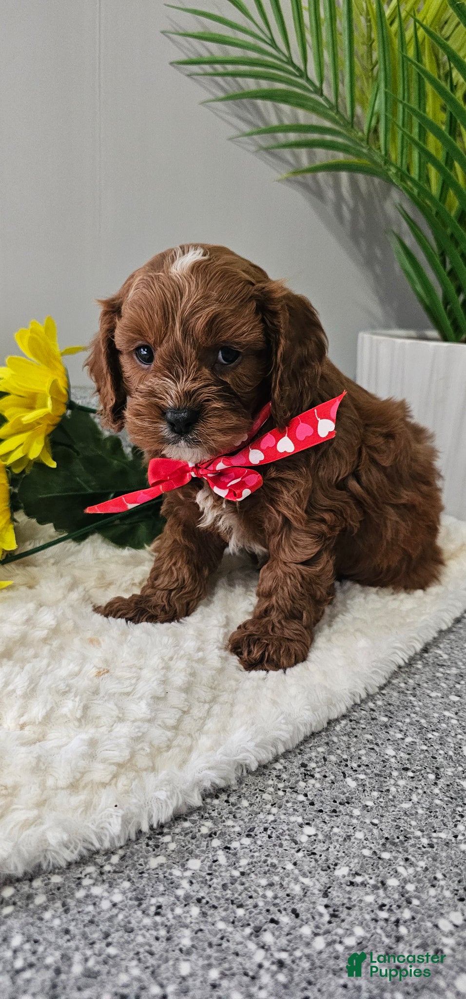 Cavapoo dogs Maxwell  - Ad 2