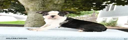 Boston Terrier dogs for sale: Romeo - Ad 9