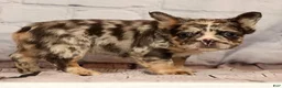 French Bulldog dogs for sale: GiGi - Ad 4