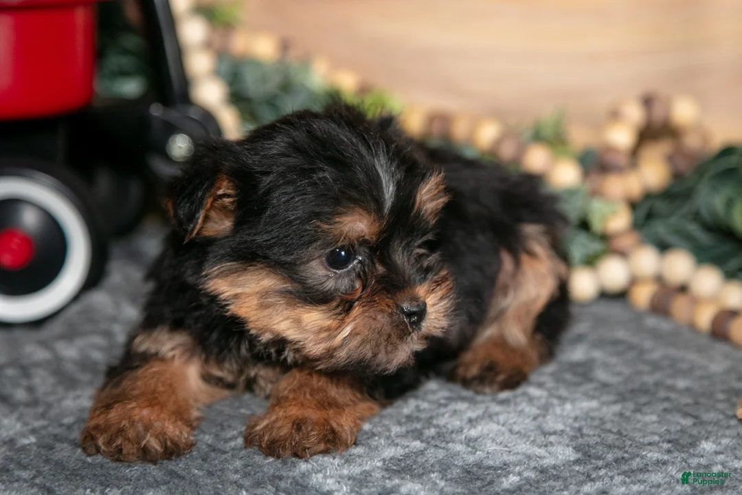 Yorkshire Terrier dogs for sale: Pepper - Ad 3