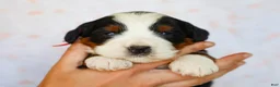 Mini Bernedoodle dogs for sale: Mitchel - Ad 4