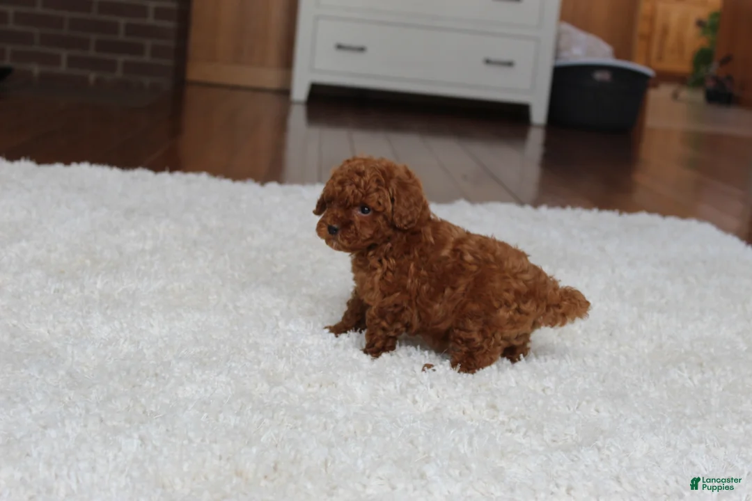 Toy Poodle dogs for sale: Tiny Asher - Ad 4