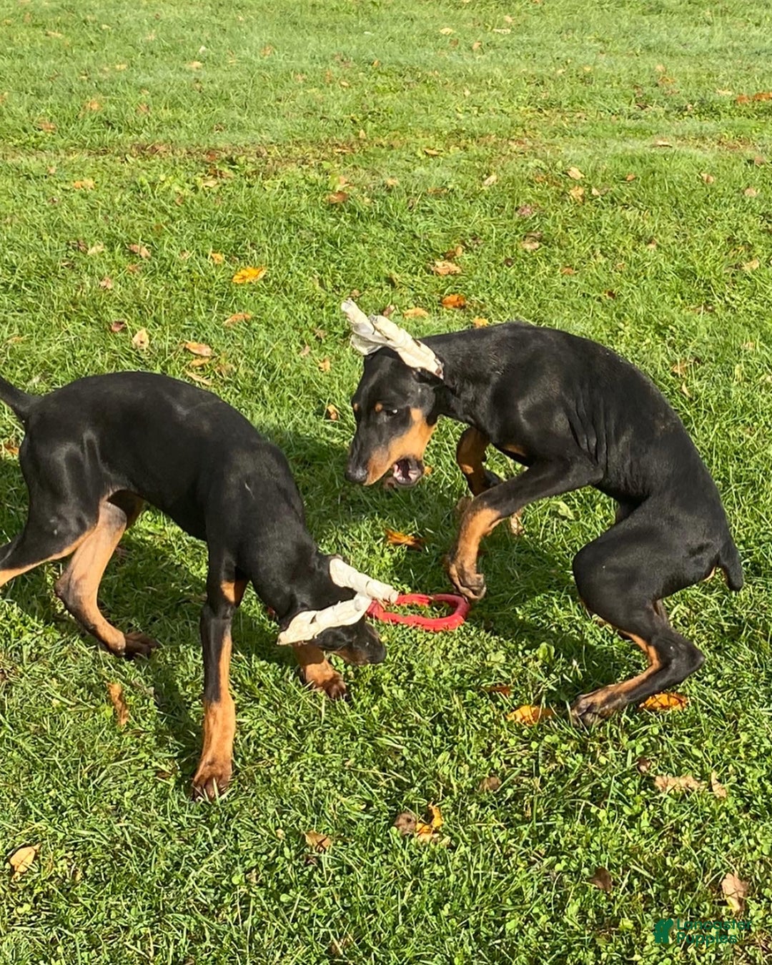 Gallery Image {{count}}