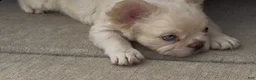 French Bulldog dogs for sale: Pluto- cream Merle  - Ad 4