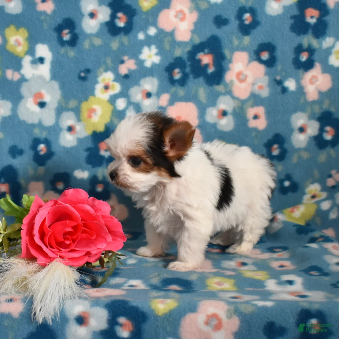 Yorkshire Terrier dogs for sale: Grits  - Ad 5