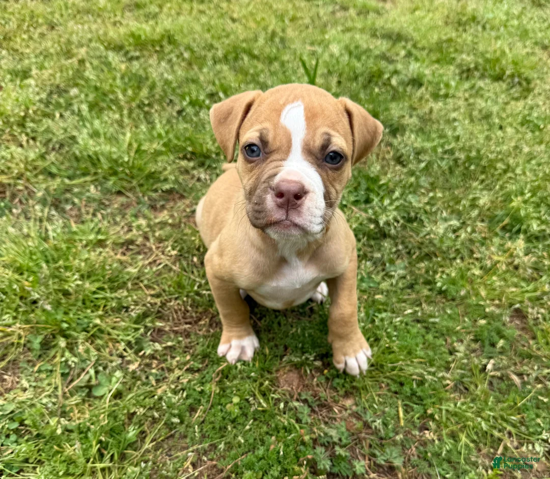 American Bulldog dogs for sale: Minnie  - Ad 1