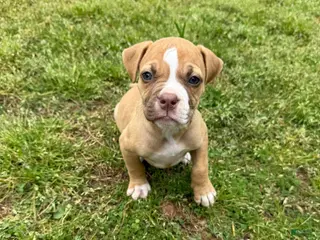 American Bulldog dogs for sale: Minnie - Ad 1