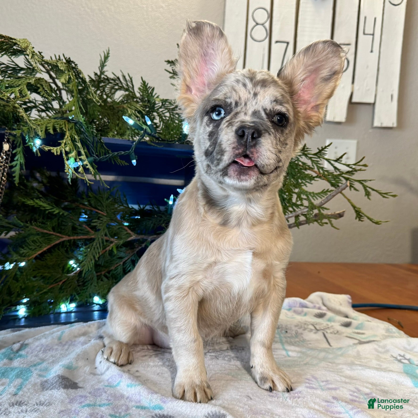 French Bulldog dogs Caitlyn - Ad 33