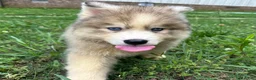 Siberian Husky dogs for sale: ROBBIE - Ad 2