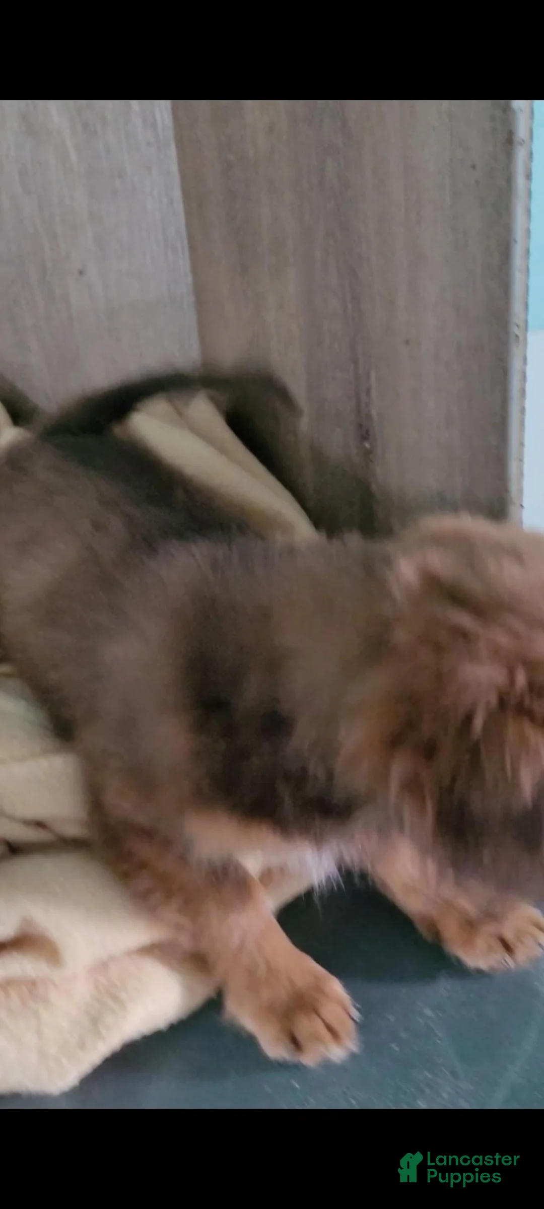 Mixed Breed dogs for sale: Chance - Ad 5