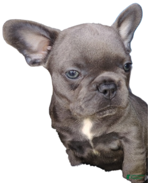 French Bulldog dogs for sale: French Bulldog 6: Bella - Ad 2