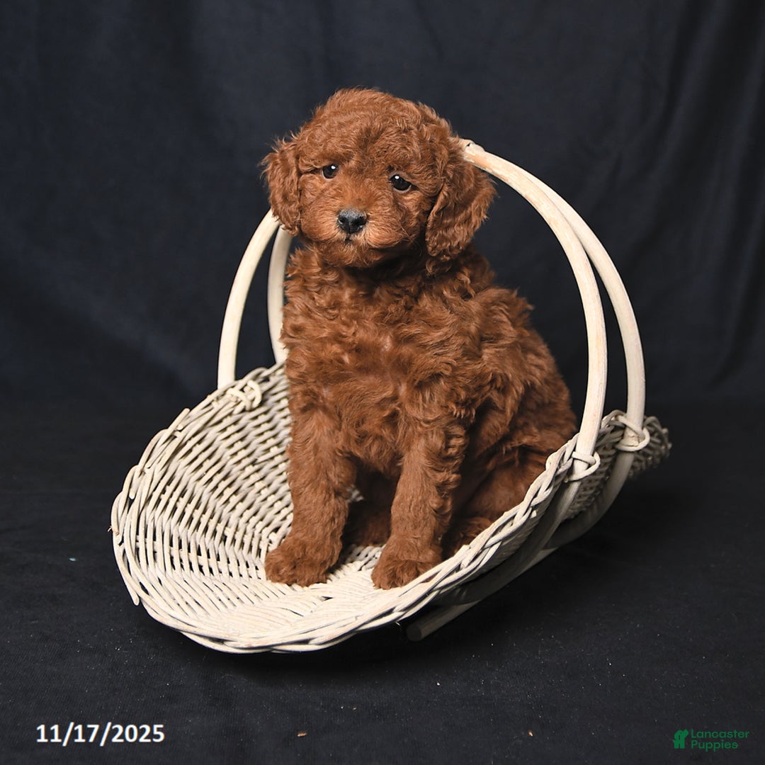 Cockapoo dogs for sale: Zoey - Ad 3