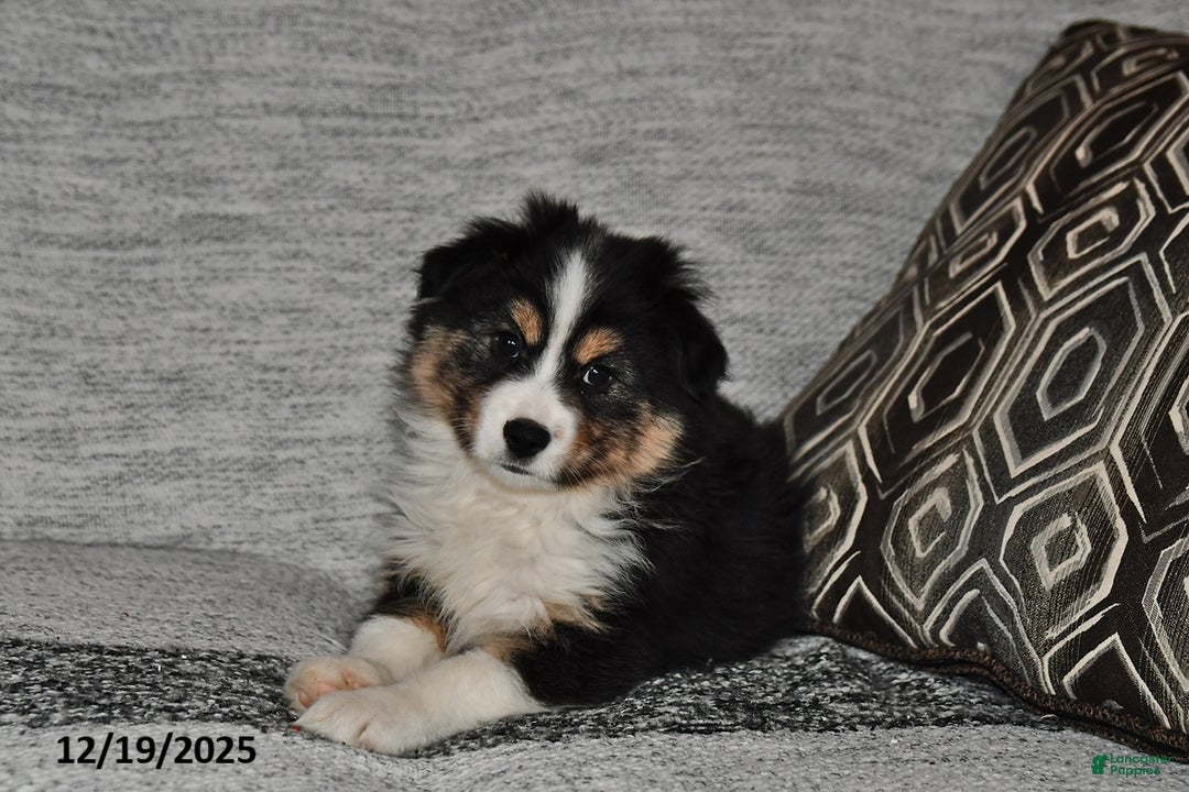 Miniature Australian Shepherd dogs for sale: Buttons - Ad 10