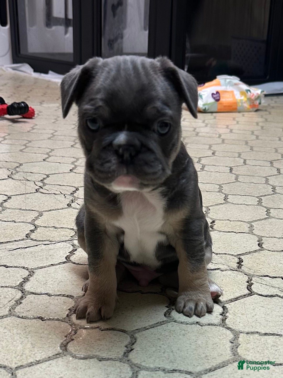 French Bulldog dogs for sale: Armani - Ad 12