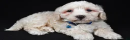 Maltipoo dogs for sale: Wade - Ad 1