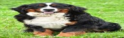 Bernese Mountain Dog dogs for sale: Robby - Ad 10