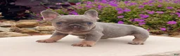 French Bulldog dogs for sale: Hope - Ad 3