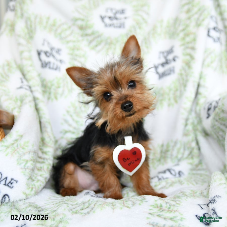 Yorkshire Terrier dogs Rusty - Ad 15