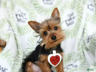 Yorkshire Terrier dogs Rusty - Ad 15