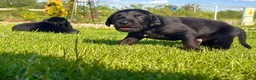 Mixed Breed dogs for sale: Slade - Ad 6
