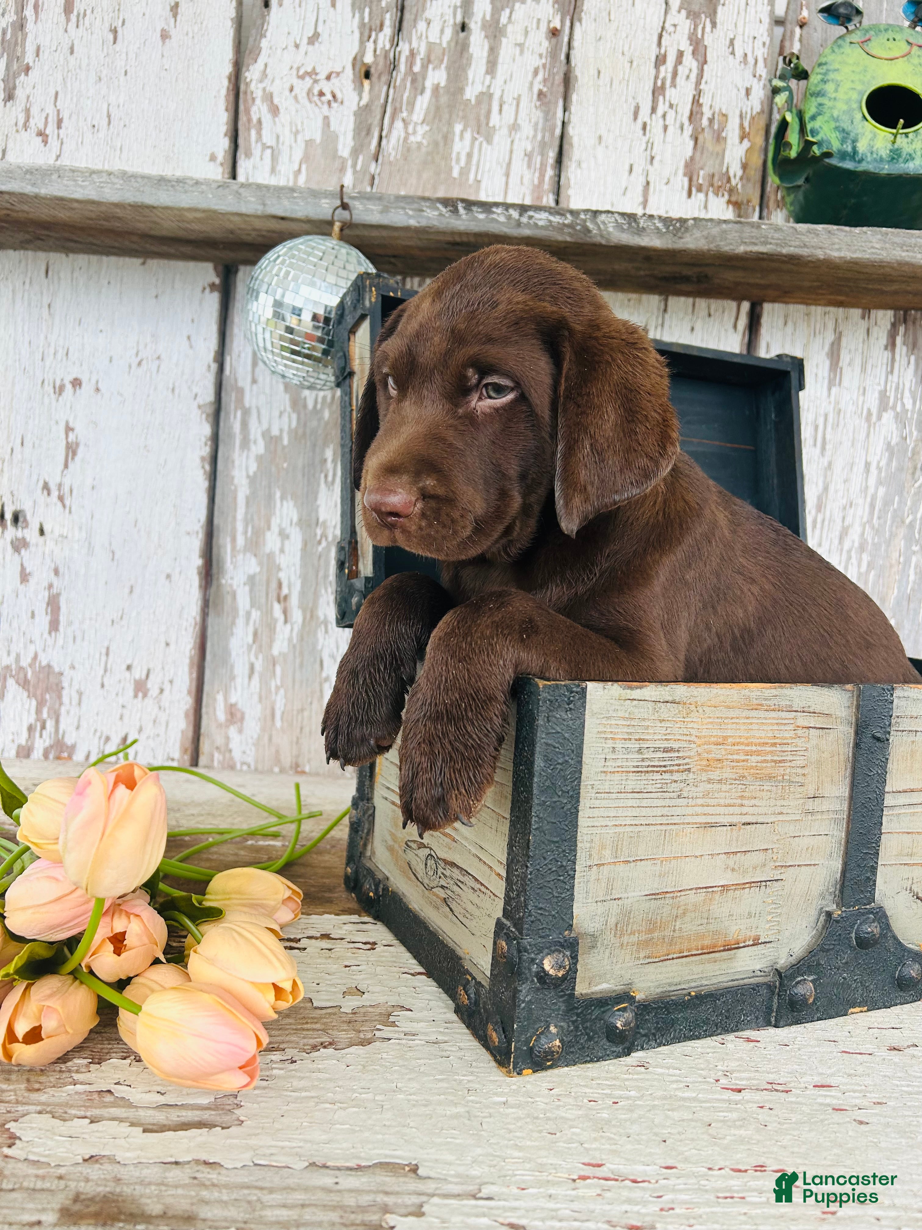 Labrador Retriever dogs Keith - Ad 2