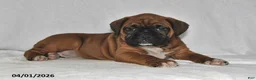 Boxer dogs for sale: Sage - Ad 3