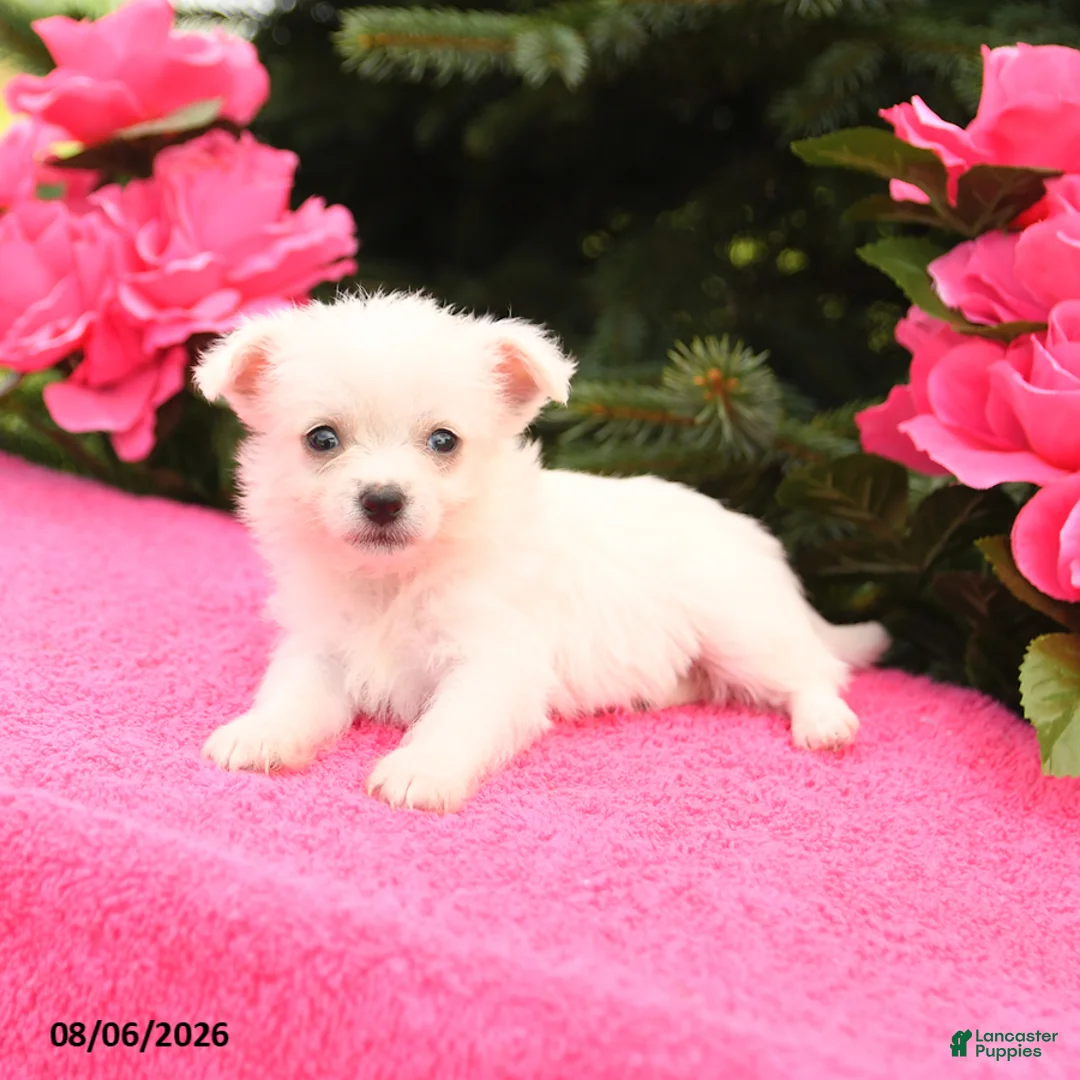Mixed Breed dogs for sale: Prince   - Ad 3