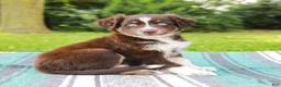 Australian Shepherd dogs for sale: Sarge - Ad 4