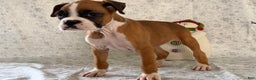 Boxer dogs for sale: Shelby - Ad 3