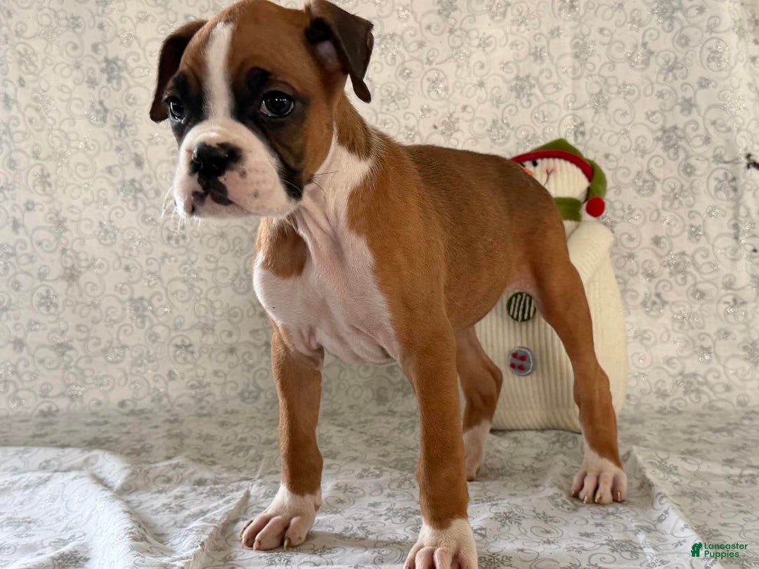 Boxer dogs for sale: Shelby - Ad 3