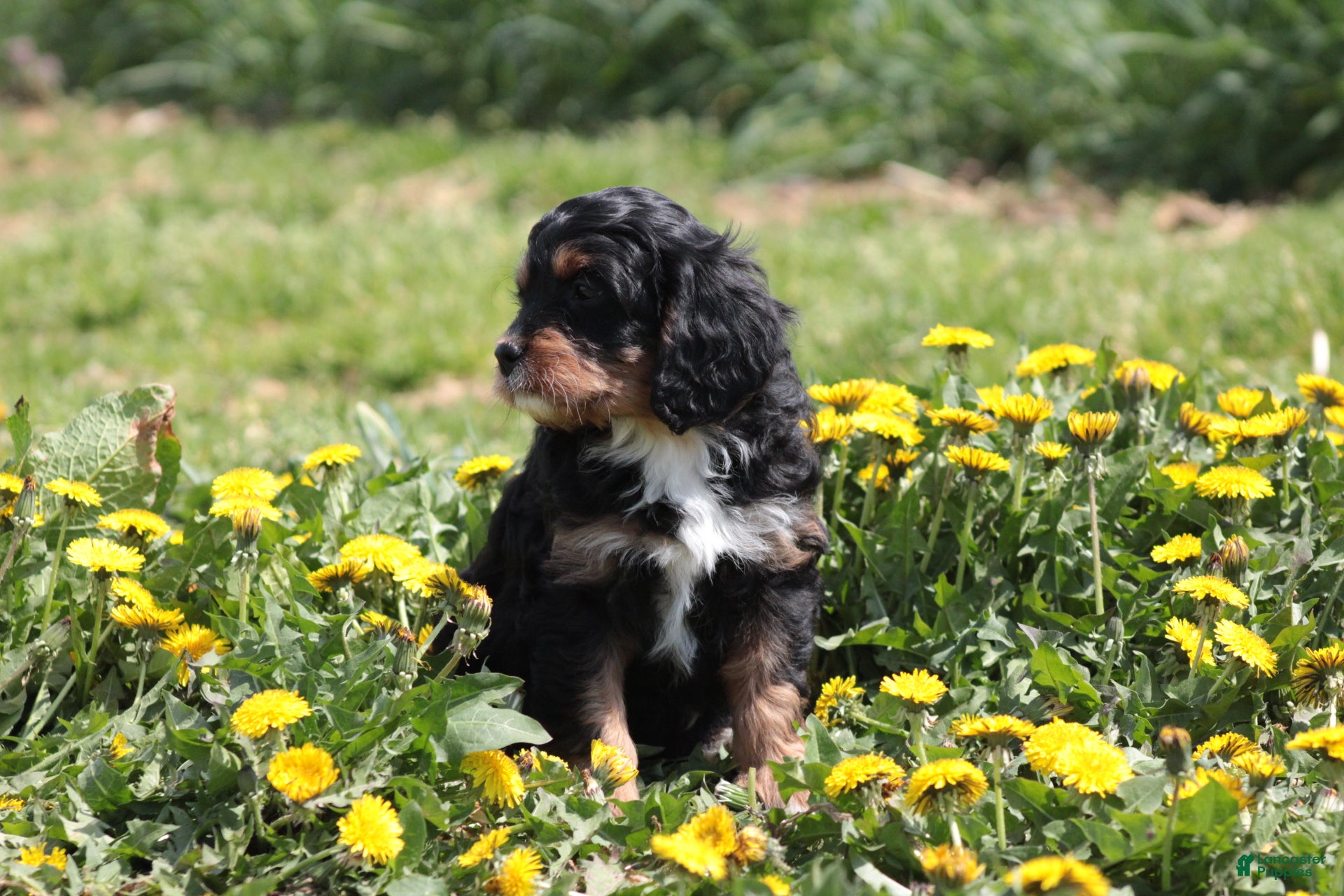 Cavapoo dogs Chucky - Ad 2