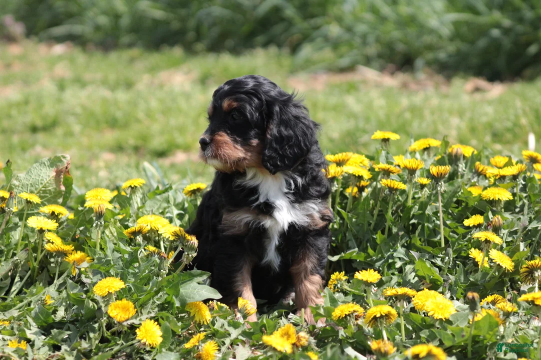 Cavapoo dogs for sale: Chucky - Ad 2