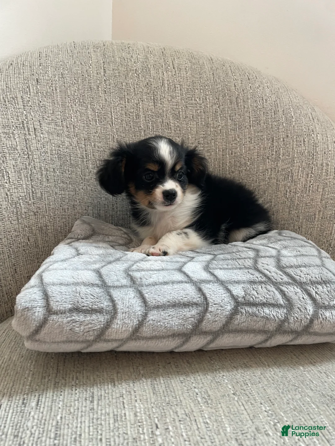 Chihuahua dogs for sale: Poppy - Ad 1