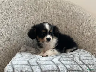 Chihuahua dogs for sale: Poppy - Ad 1