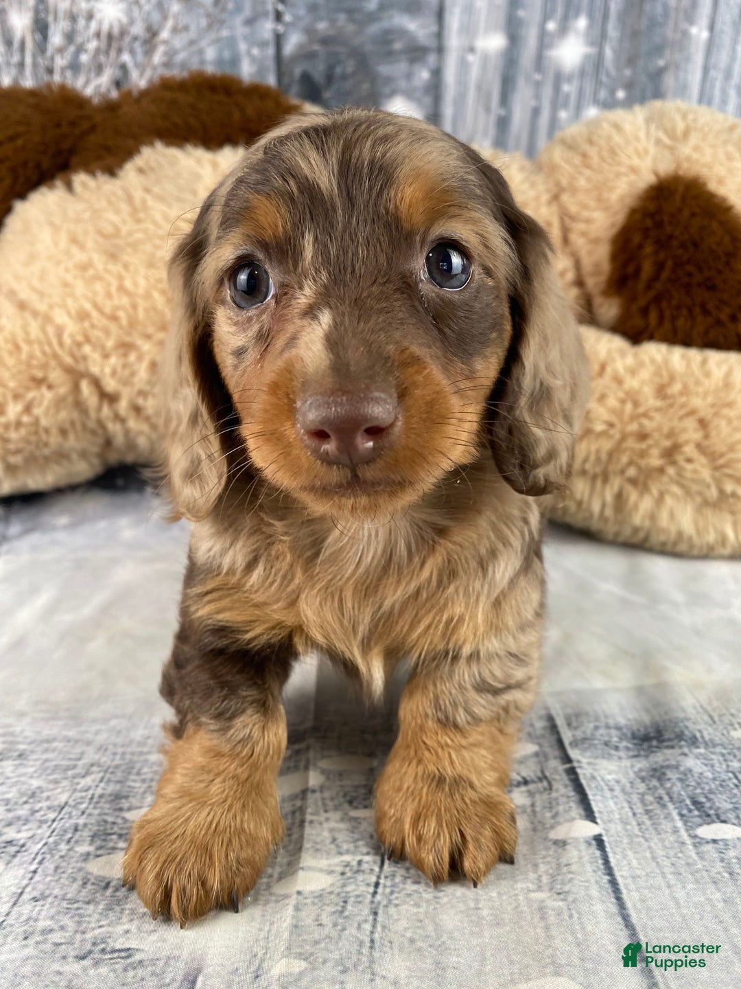 Miniature Dachshund dogs for sale: Skye - Ad 2
