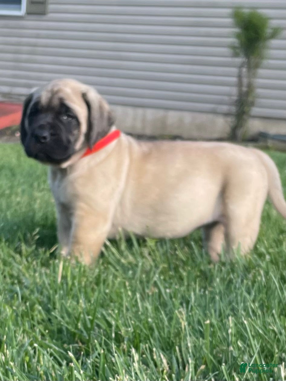 English Mastiff dogs  Penny - Ad 27