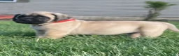 English Mastiff dogs for sale:  Penny - Ad 1