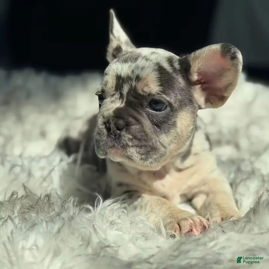 French Bulldog dogs for sale: French Bulldog 3 - Ad 35