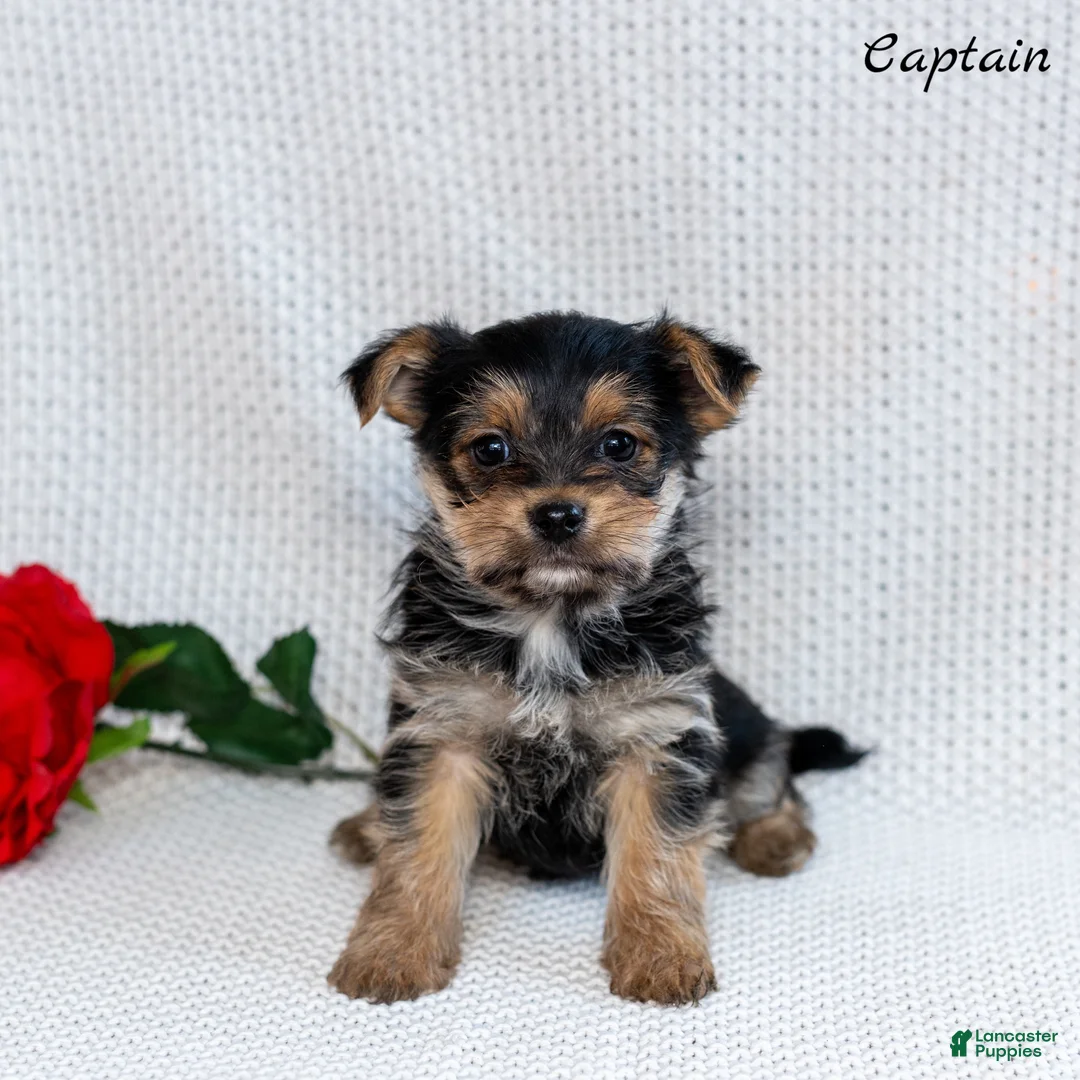 Morkie dogs for sale: Captain  - Ad 5